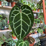Anthurium Crystallinum