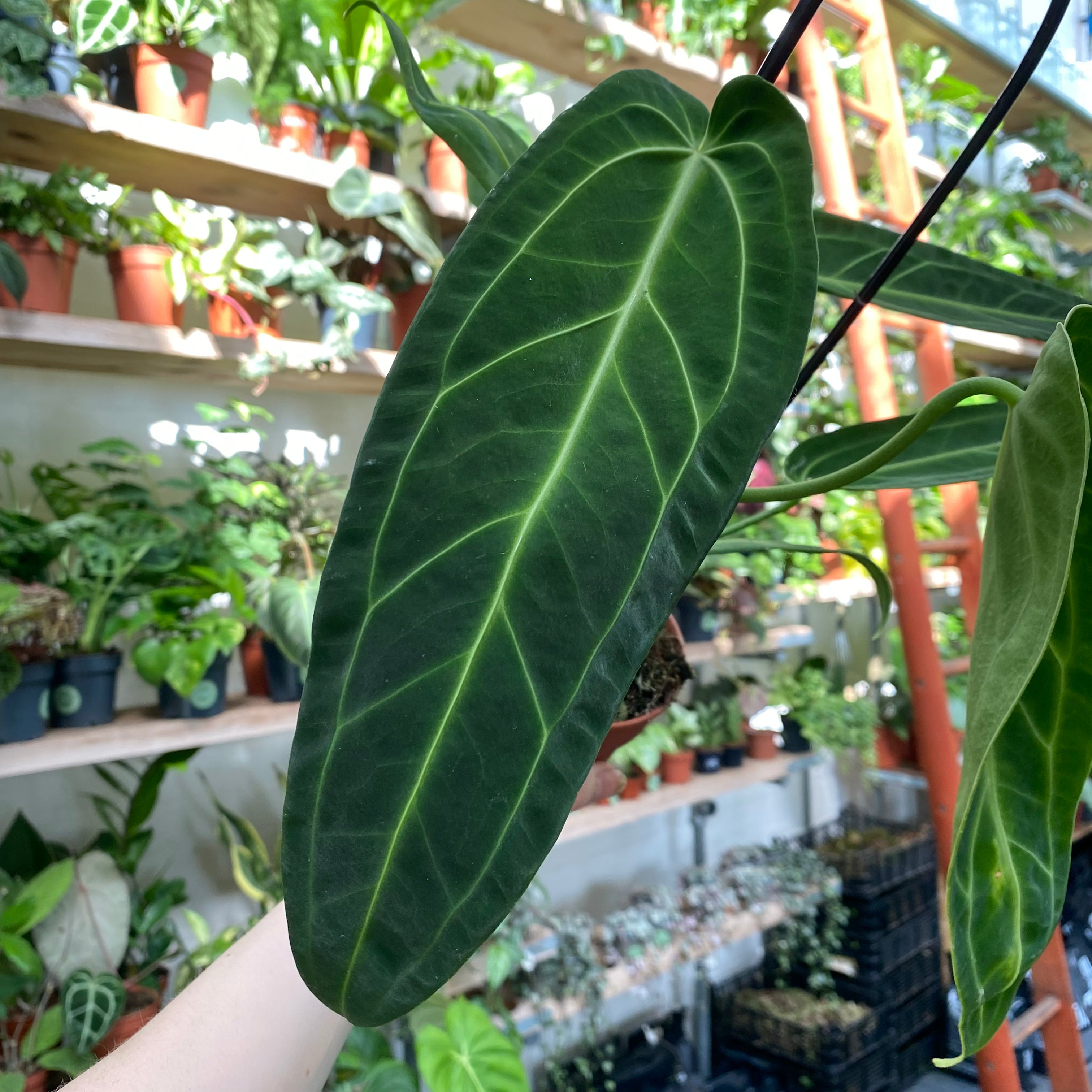 Anthurium Warocqueanum