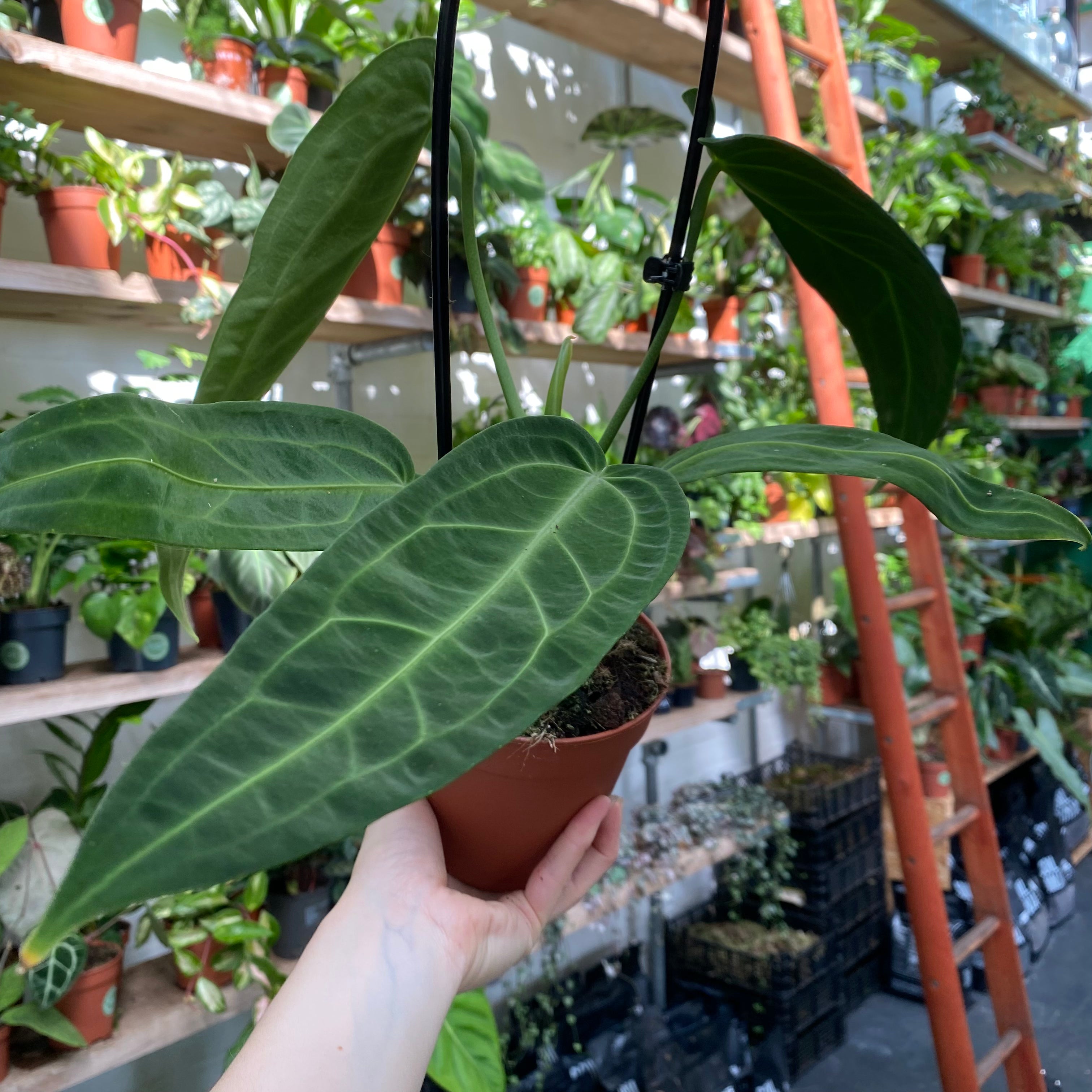 Anthurium Warocqueanum