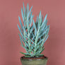 Curio Ficoides 'Mount Everest'