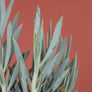 Curio Ficoides 'Mount Everest'