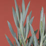 Curio Ficoides 'Mount Everest'