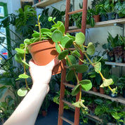 Peperomia Hope