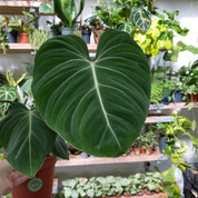 Philodendron Gloriosum