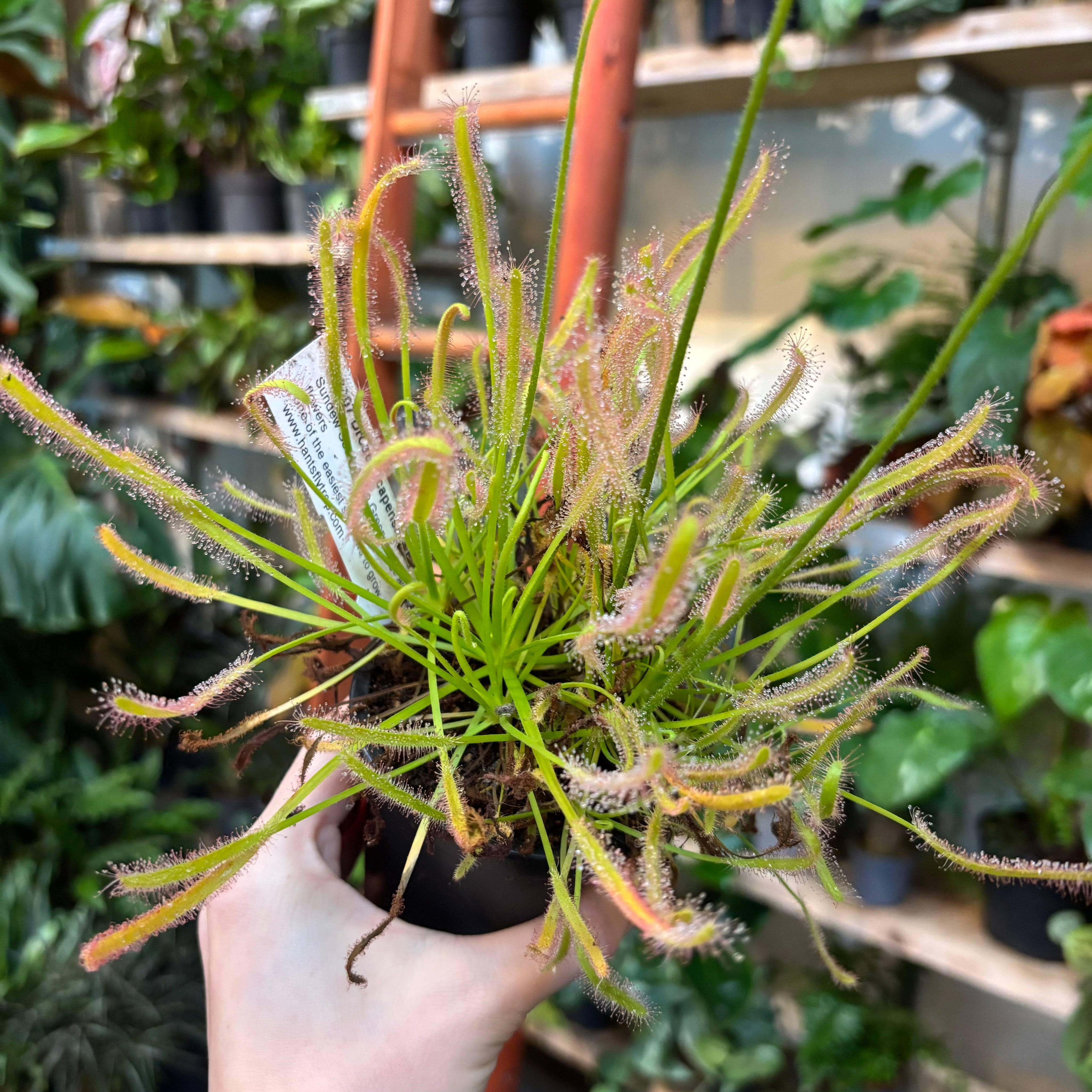 Drosera Capensis 'Alba'
