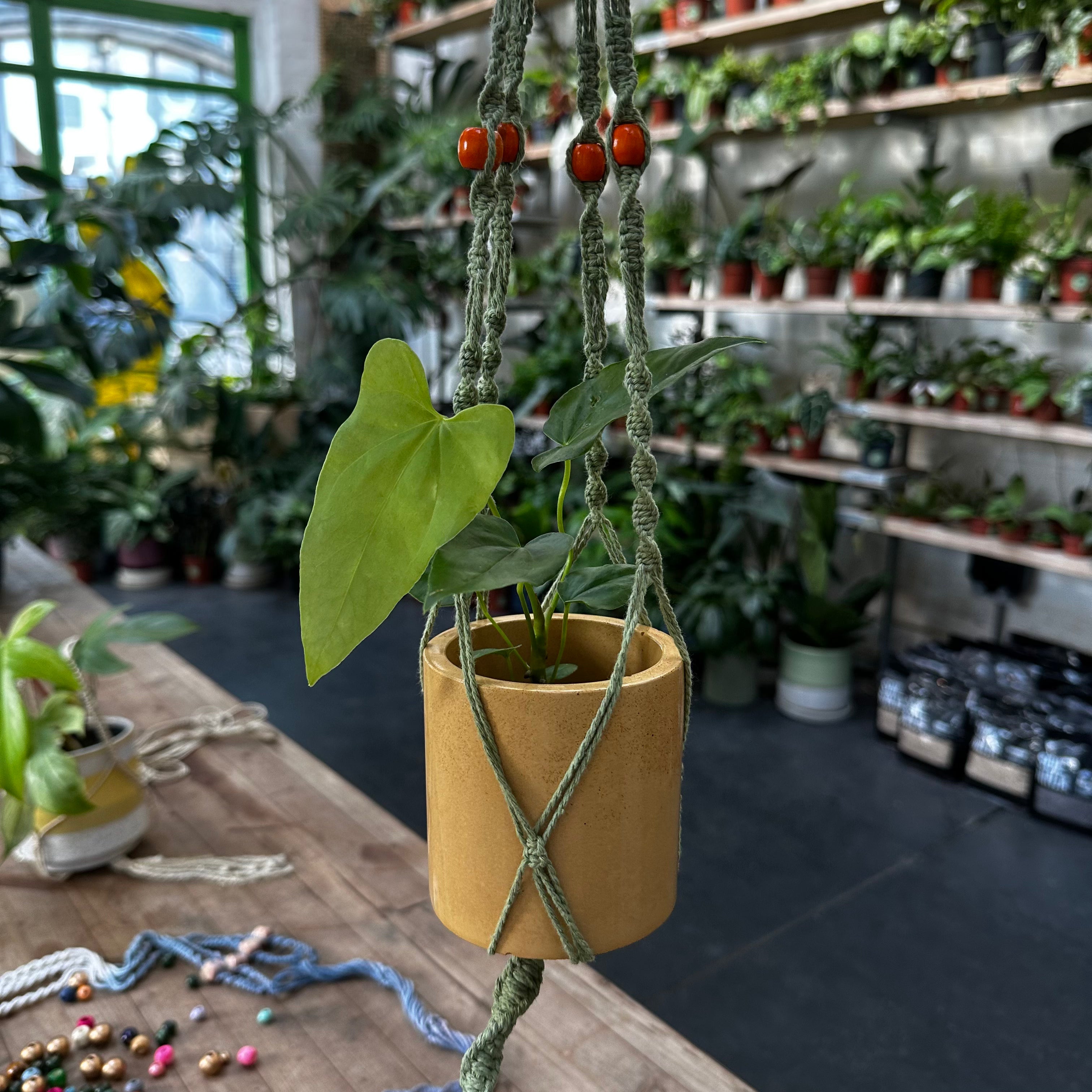 macrame plant hanger workshop Macrame Plant Hangers Workshop – The Watered Garden