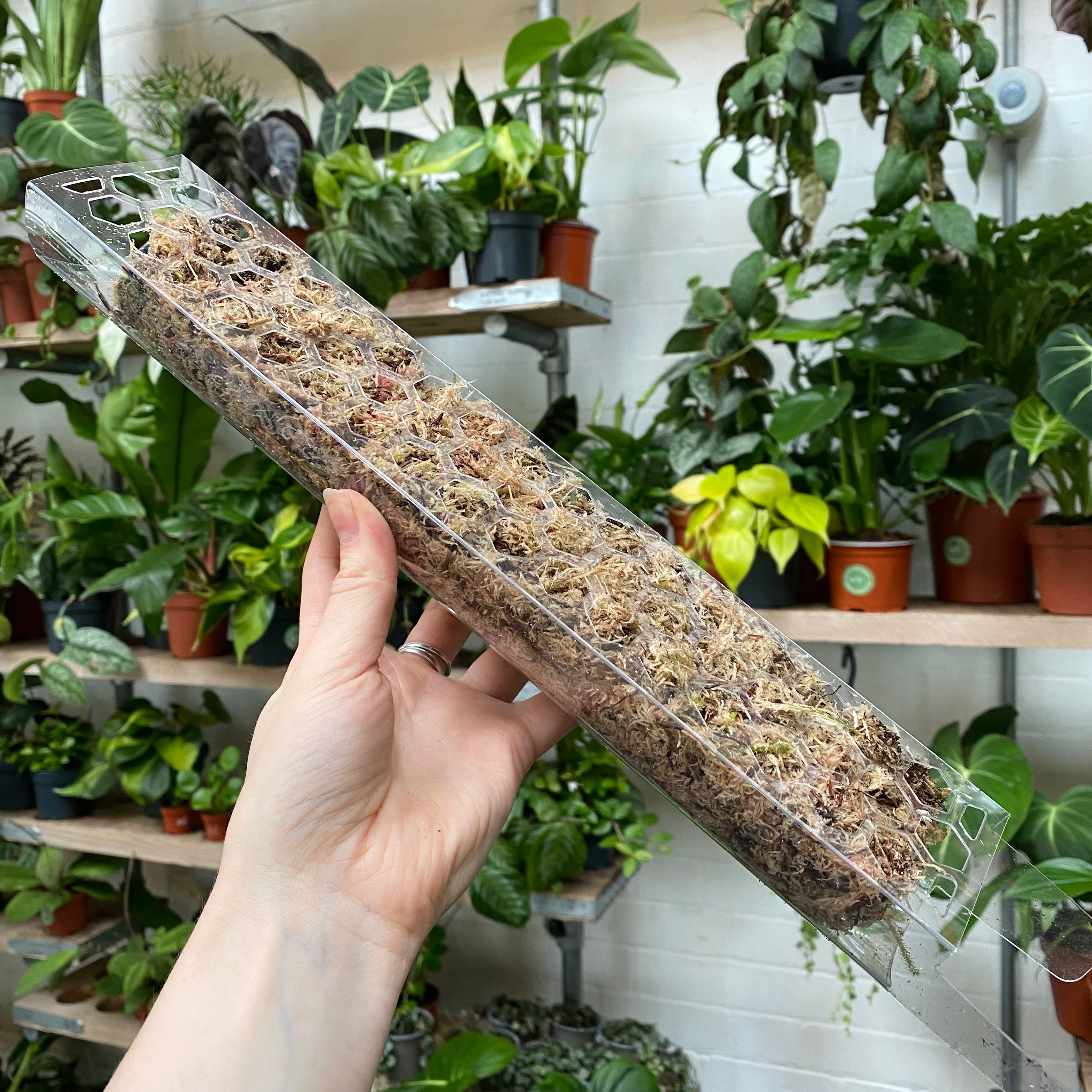 flat moss pole Flat Pack Moss Pole – The Watered Garden
