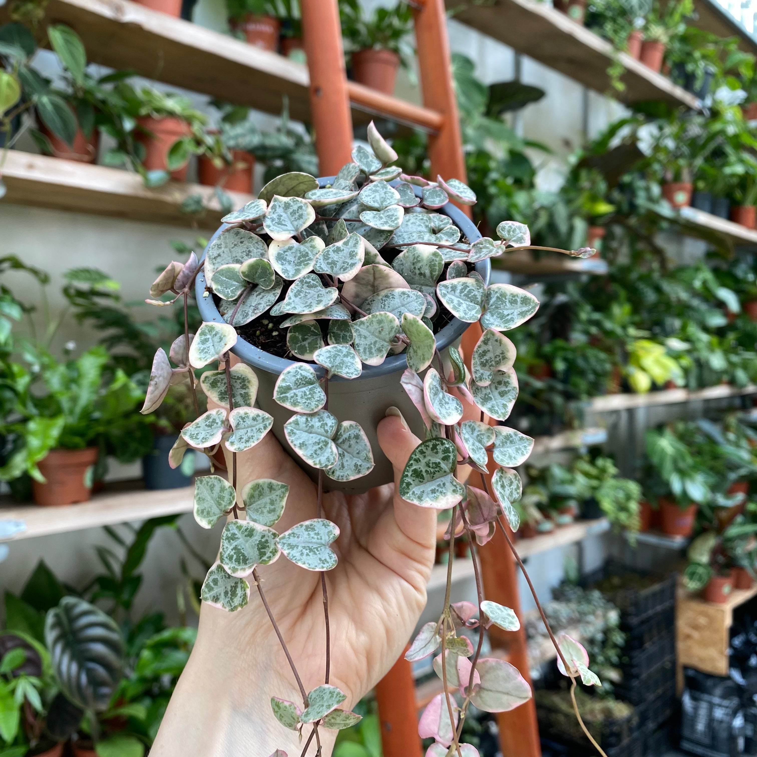 Ceropegia Woodii 'Variegated'