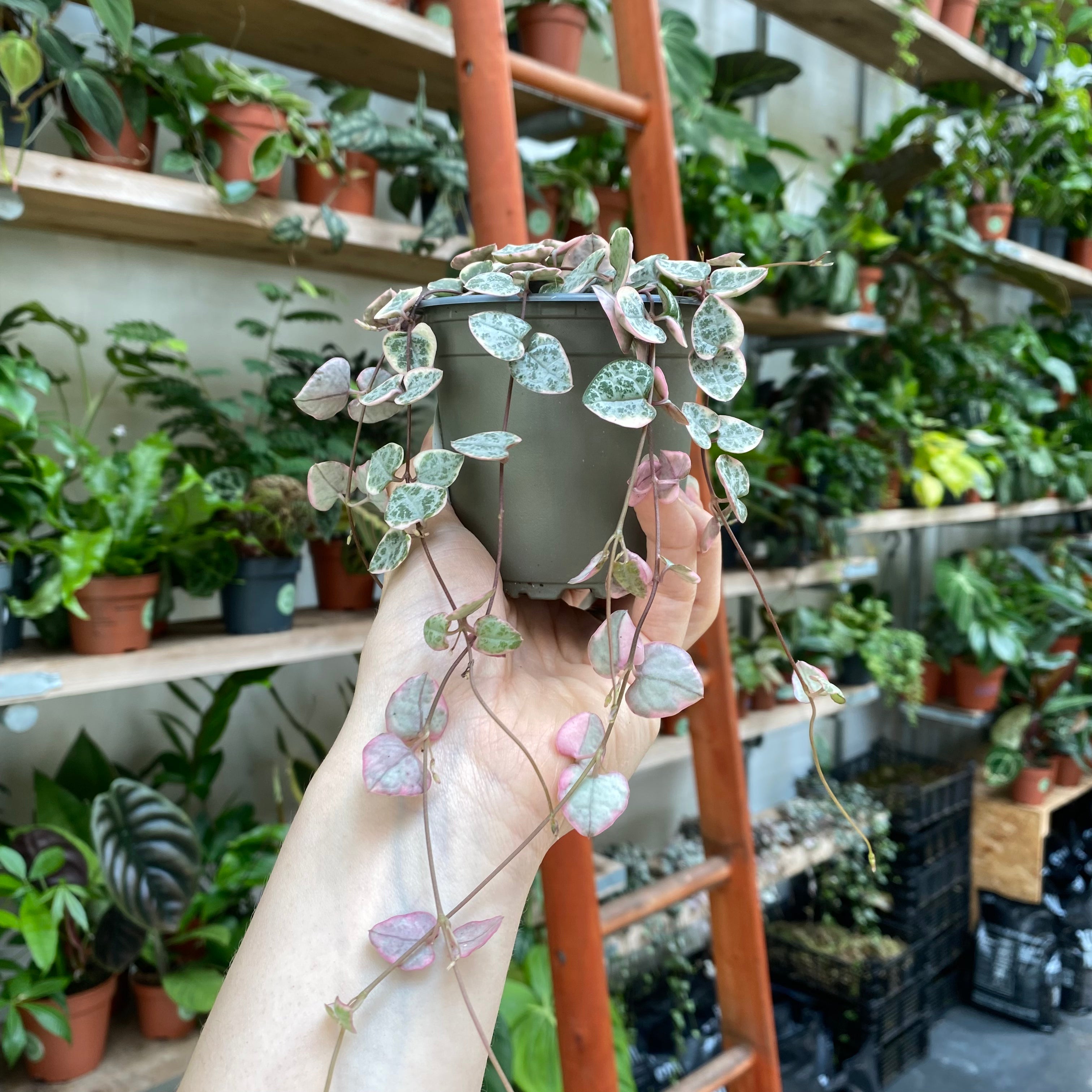 Ceropegia Woodii 'Variegated'