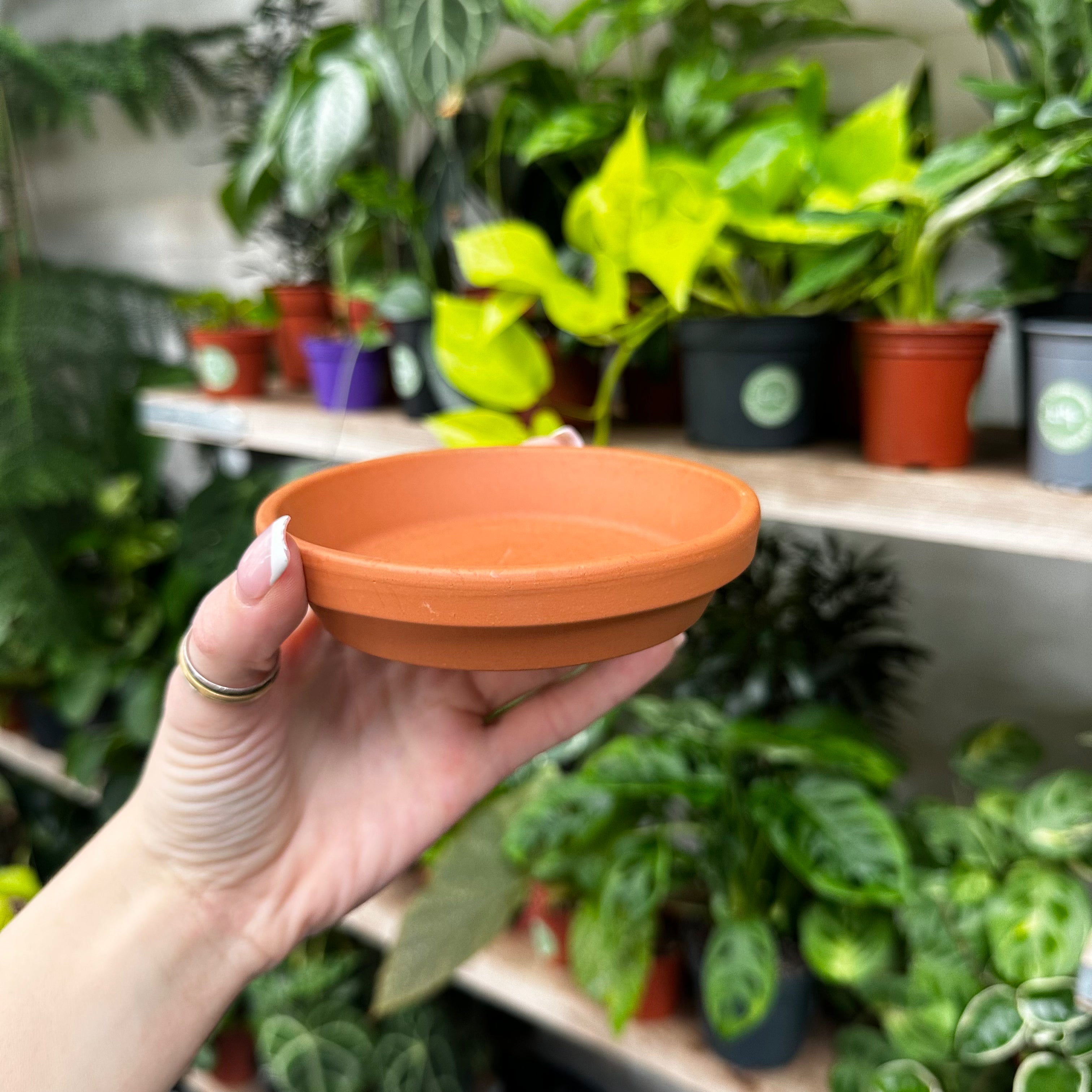 Terracotta Saucers - Plain