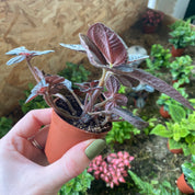Pilea Involucrata ‘Norfolk’