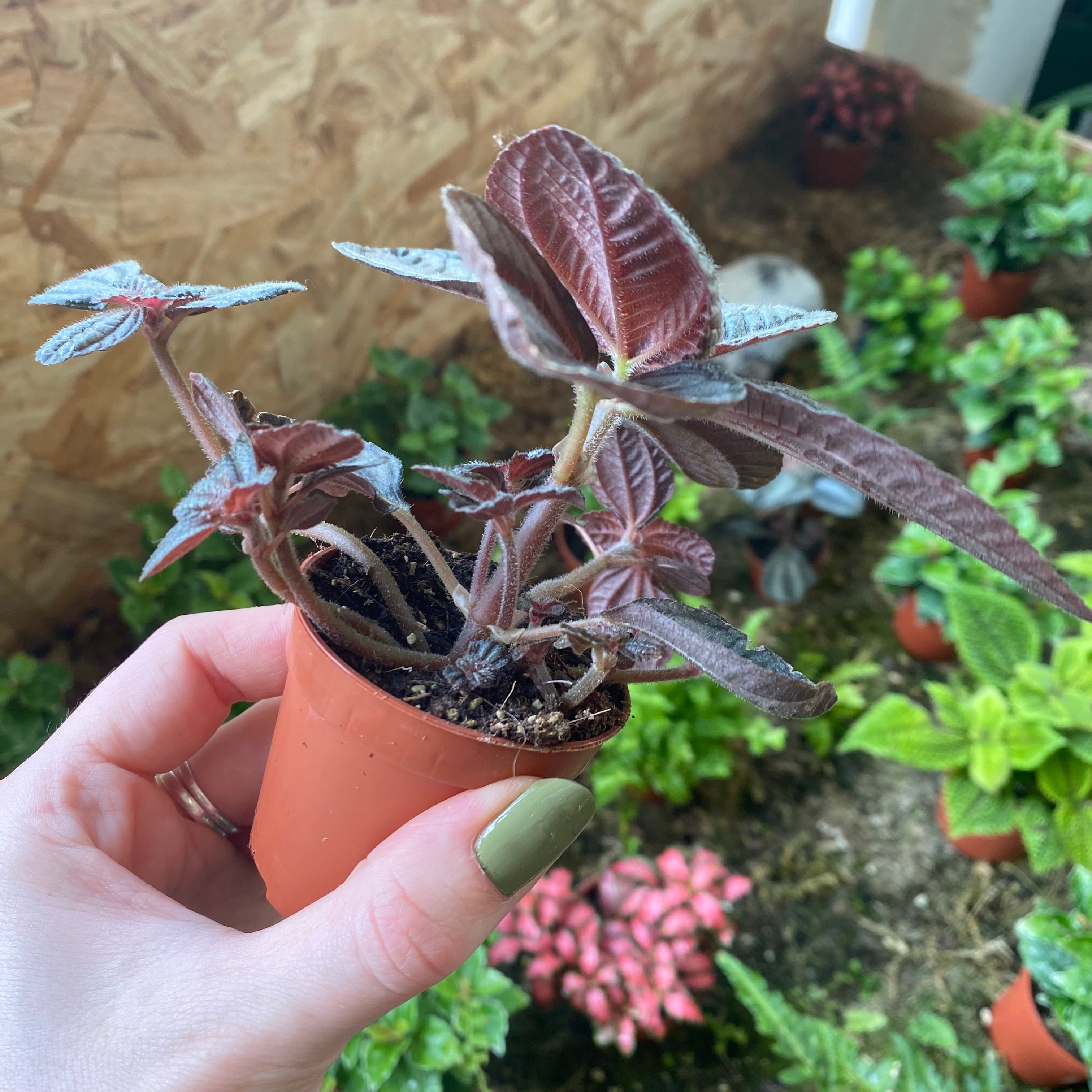 Pilea Involucrata ‘Norfolk’