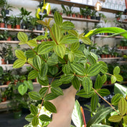 Peperomia Angulata 'Rocca Scuro'