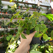 Peperomia Angulata 'Rocca Scuro'
