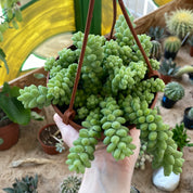 Sedum Morganianum 'Burrito'