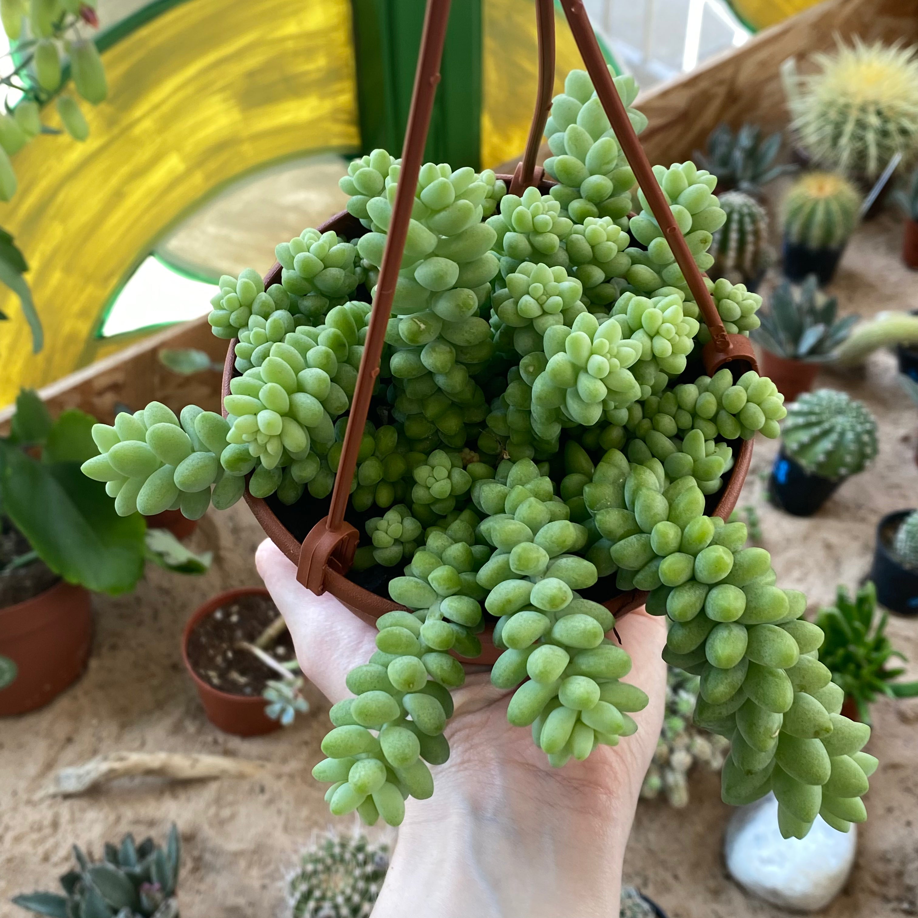 Sedum Morganianum 'Burrito'