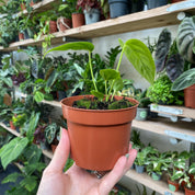 Anthurium Veitchii