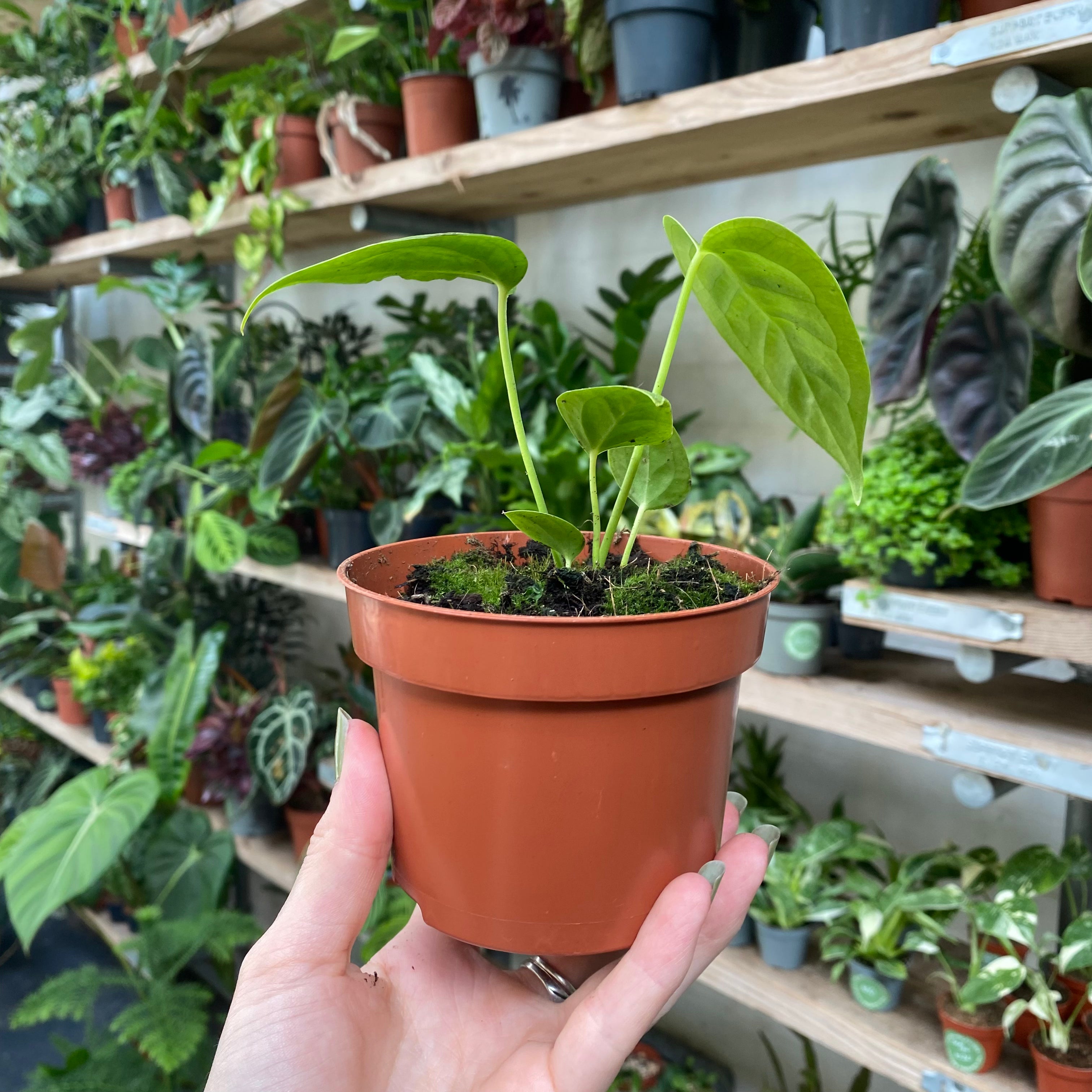 Anthurium Veitchii