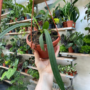 Anthurium Vittarifolium