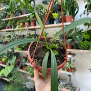 Anthurium Vittarifolium