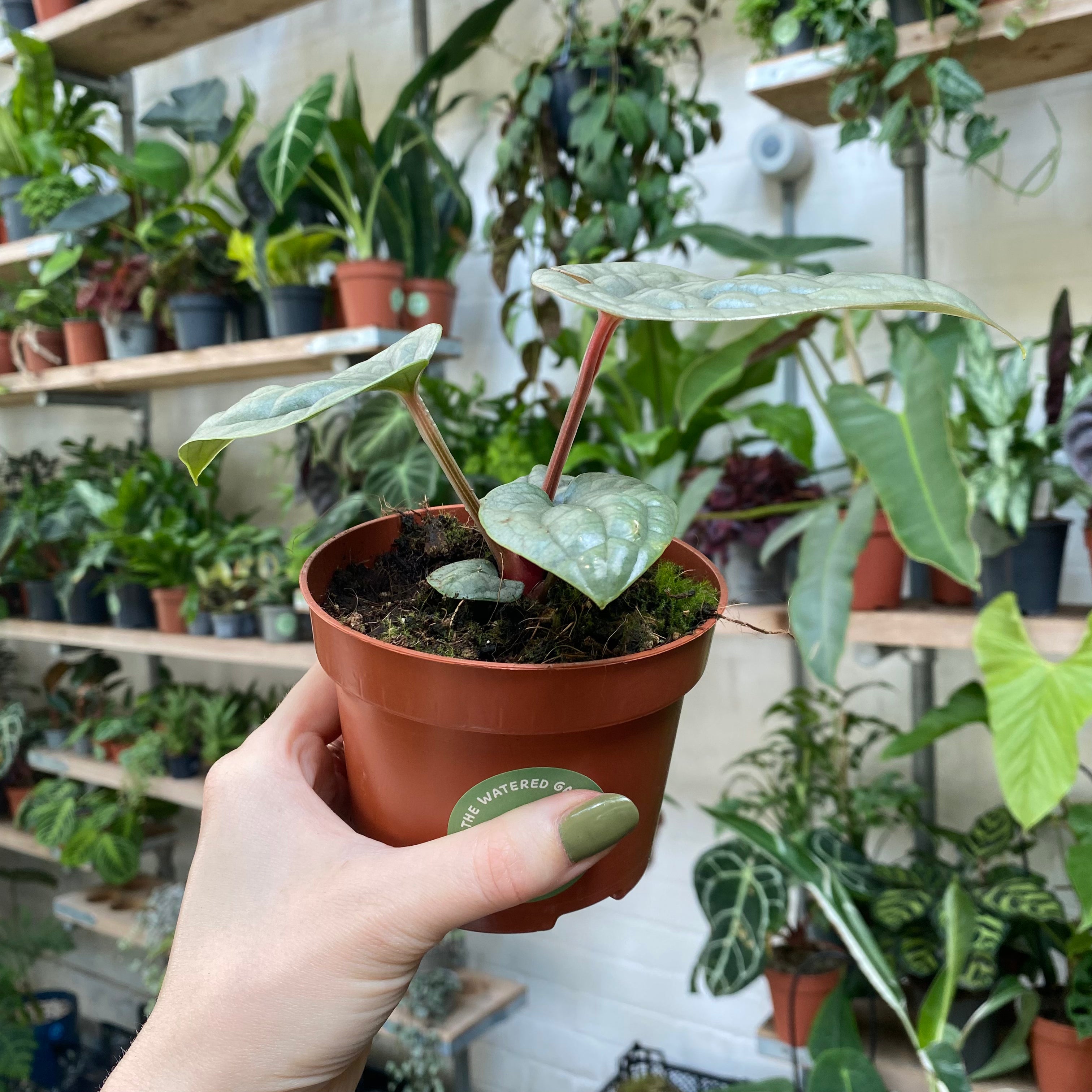 Anthurium Luxurians