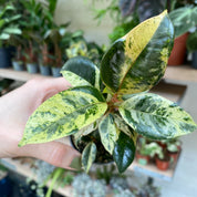 Ficus Elastica 'Shivereana'