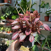 Peperomia Caperata 'Cayenne'