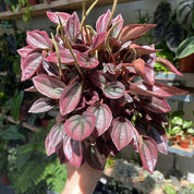 Peperomia Caperata 'Cayenne'