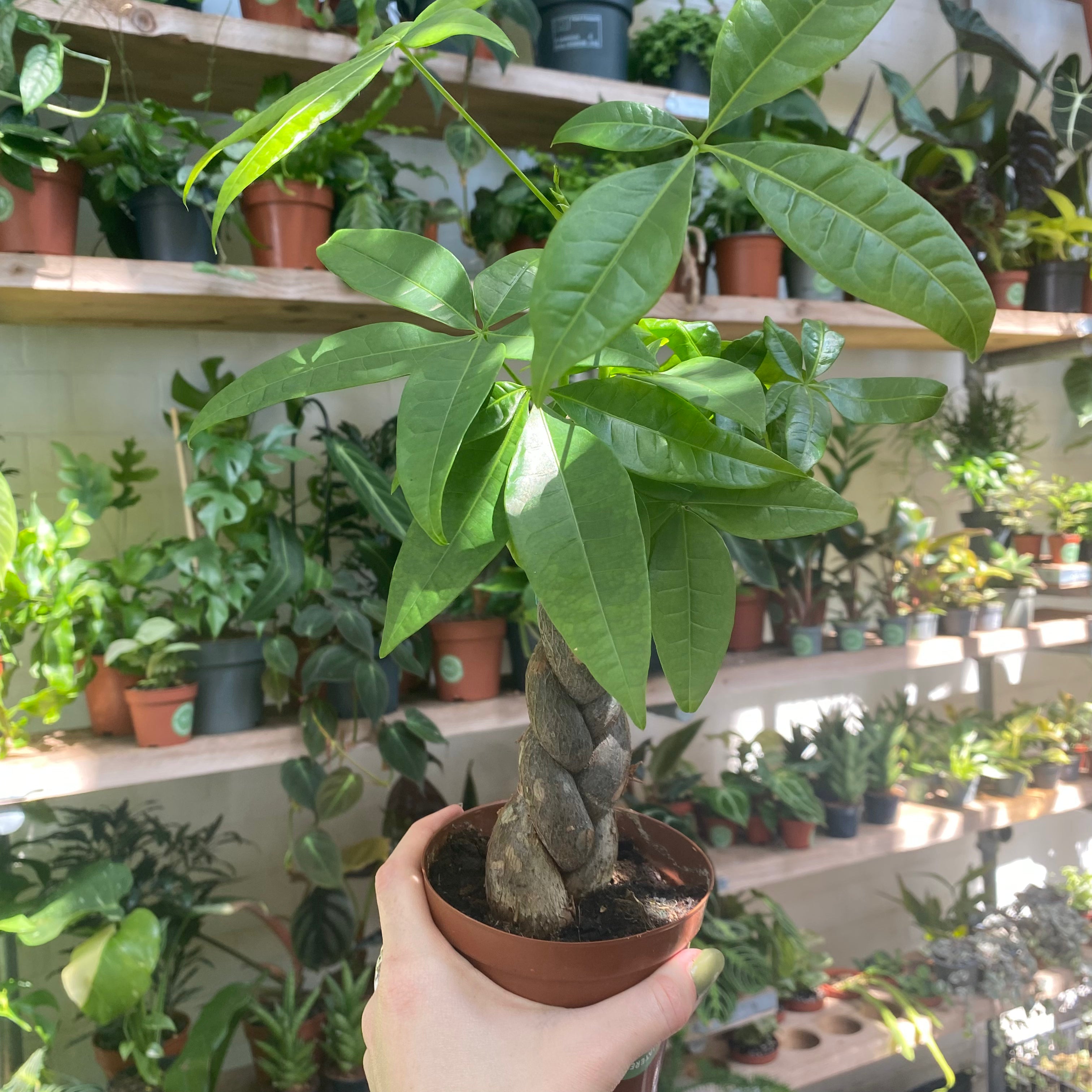 Pachira Aquatica Bonsai
