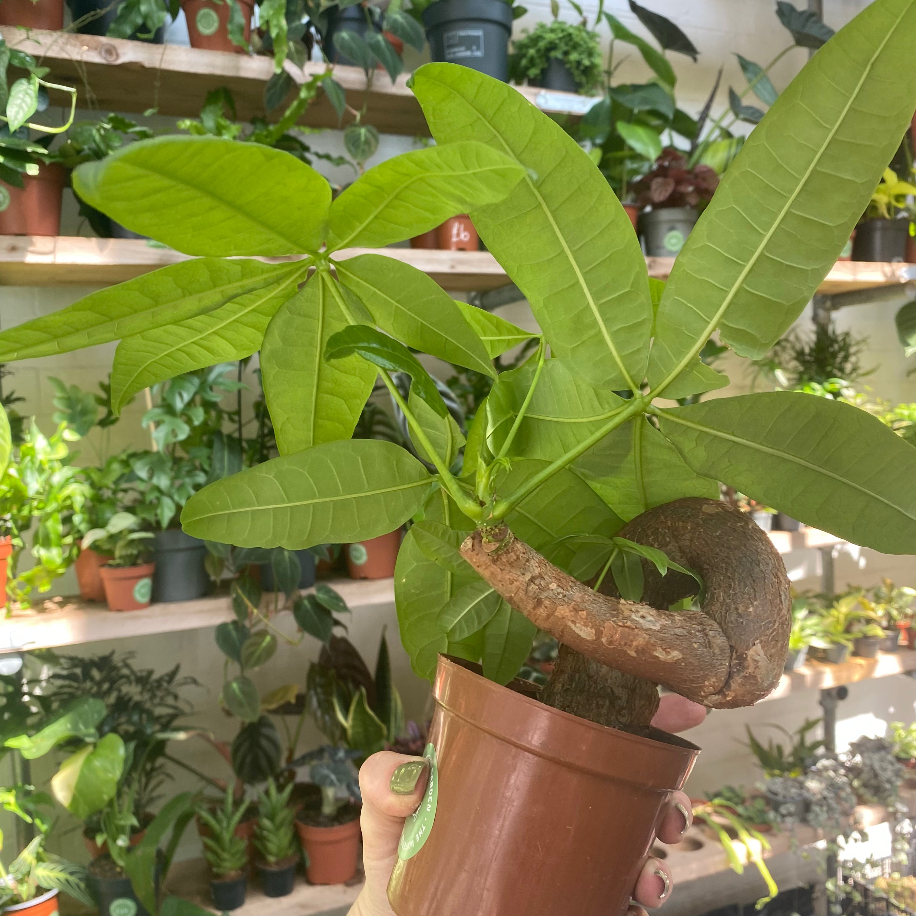 Pachira Aquatica Bonsai
