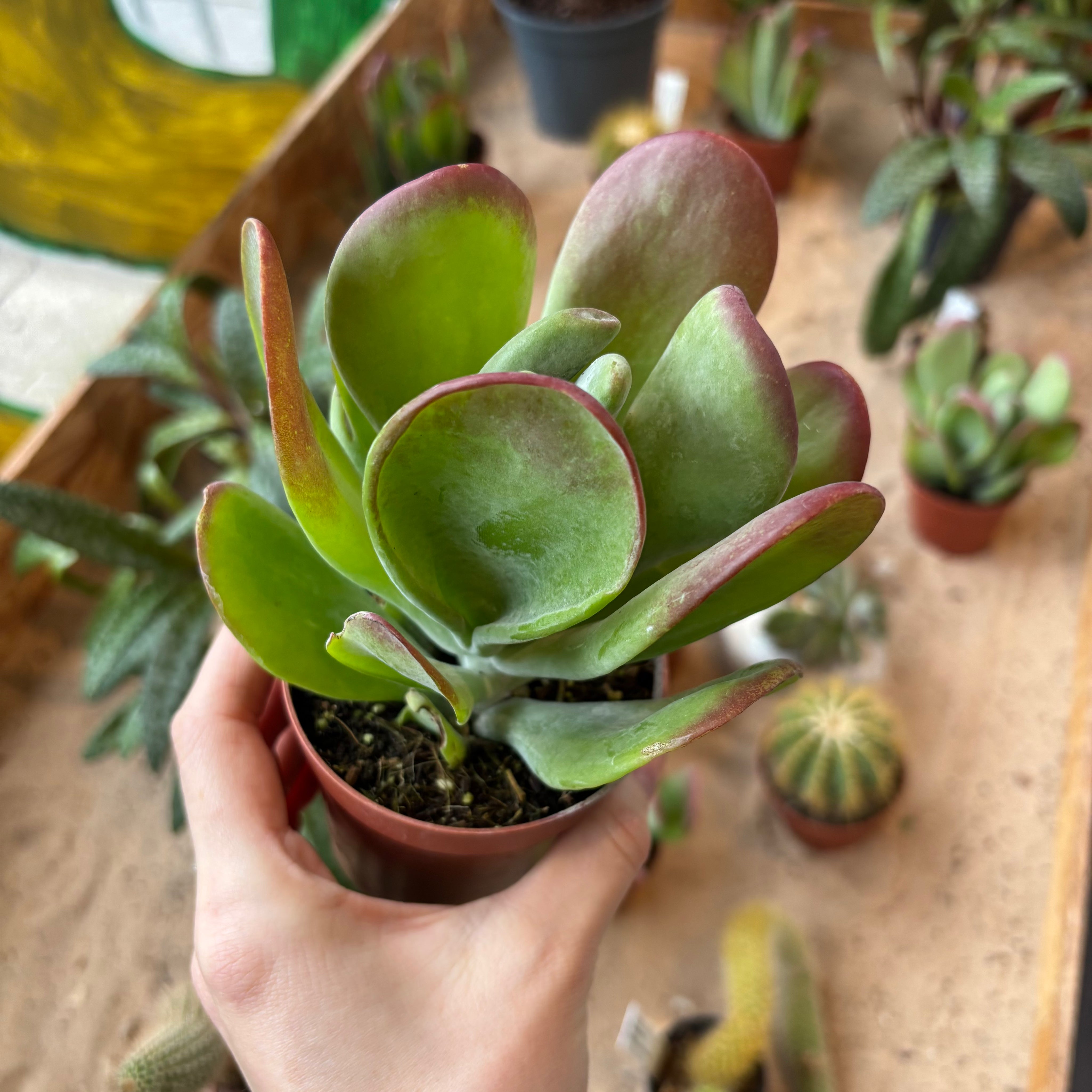 Kalanchoe Luciae 'Oricula'