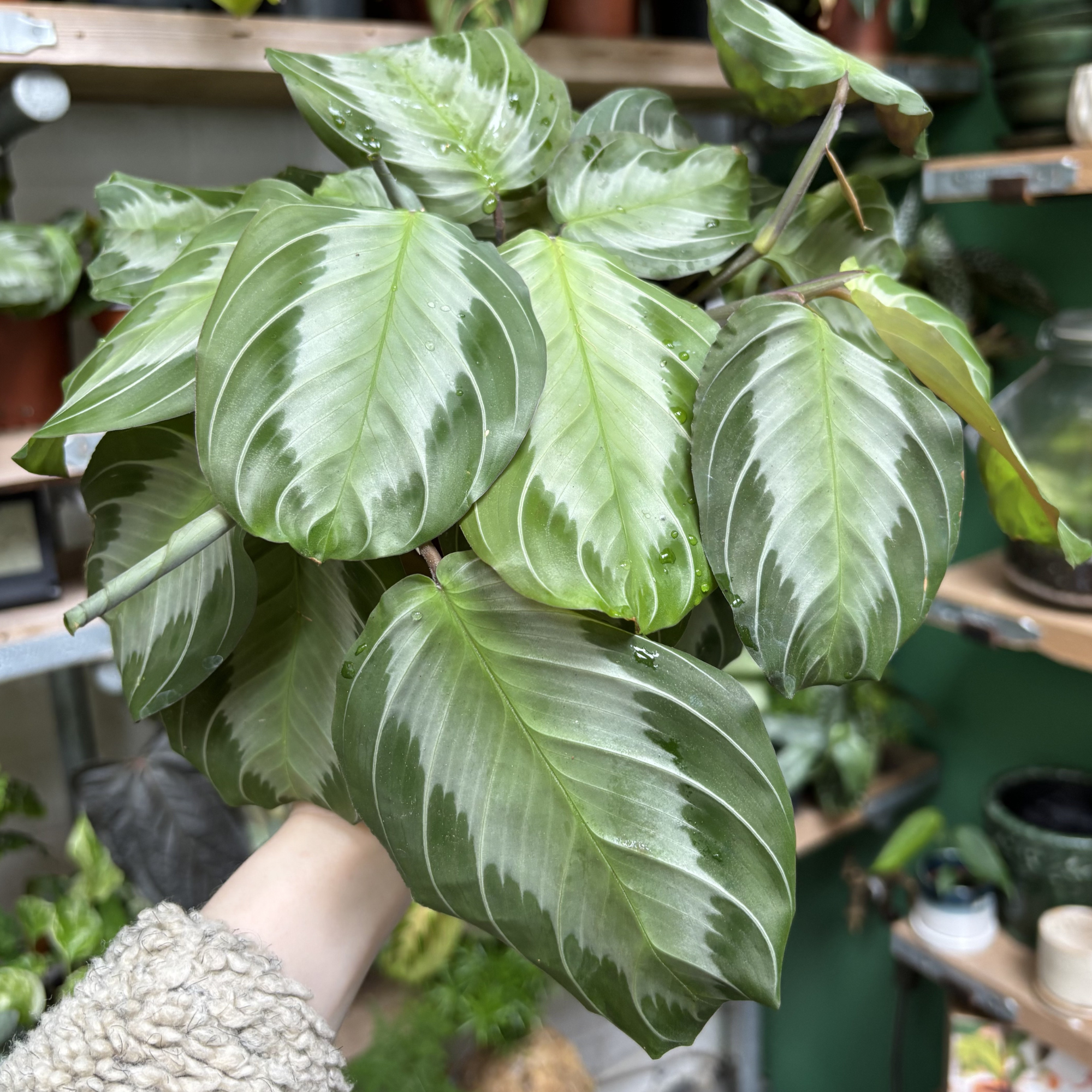 silver prayer plant Maranta Leuconeura 'Silver Band'