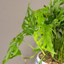 Monstera Obliqua 'Leichtlinii'