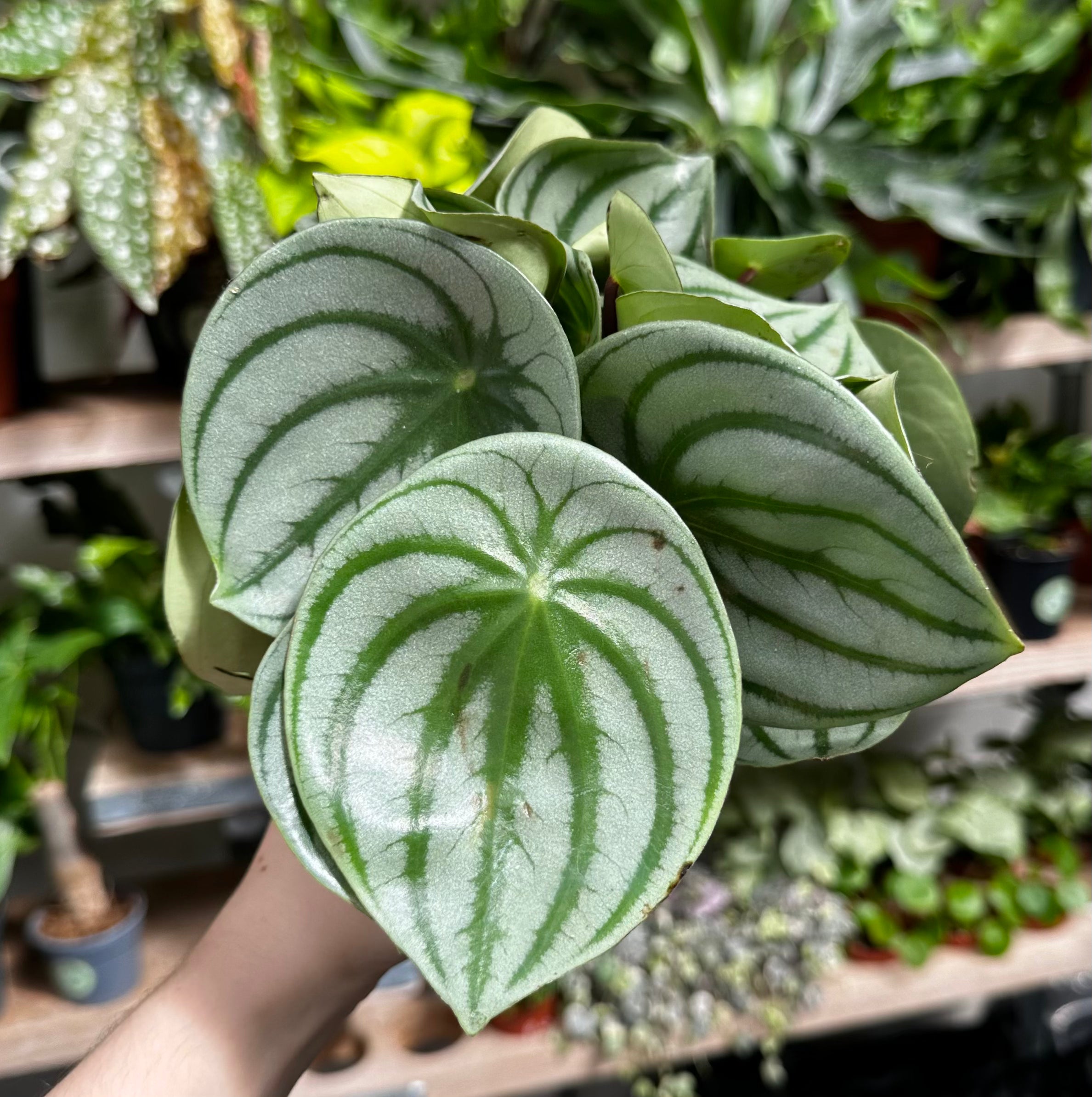 Peperomia_Argyreia_001.heic