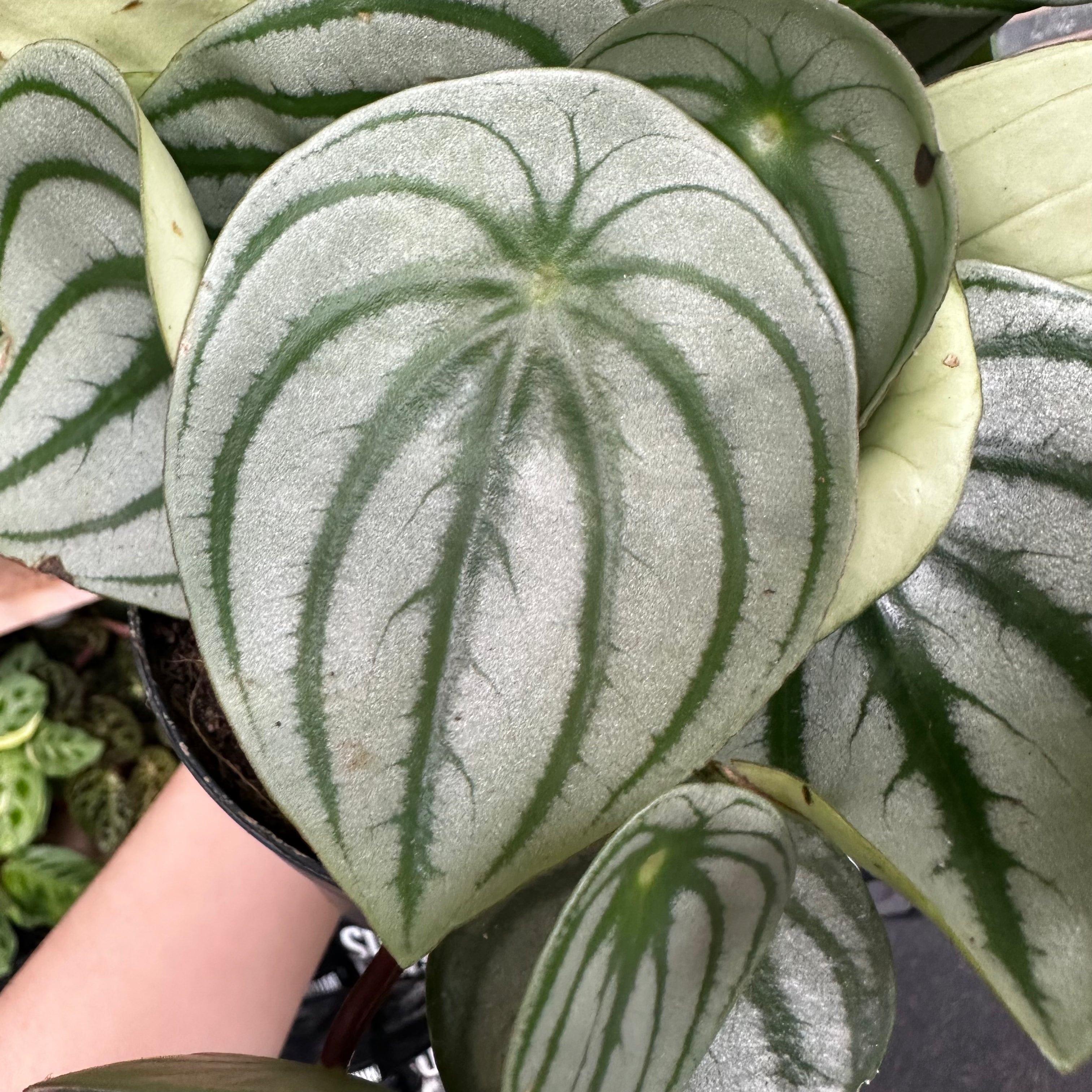 Peperomia_Argyreia_002.heic