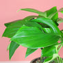Rhaphidophora Decursiva