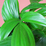 Rhaphidophora Decursiva