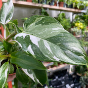 Philodendron 'White Princess'