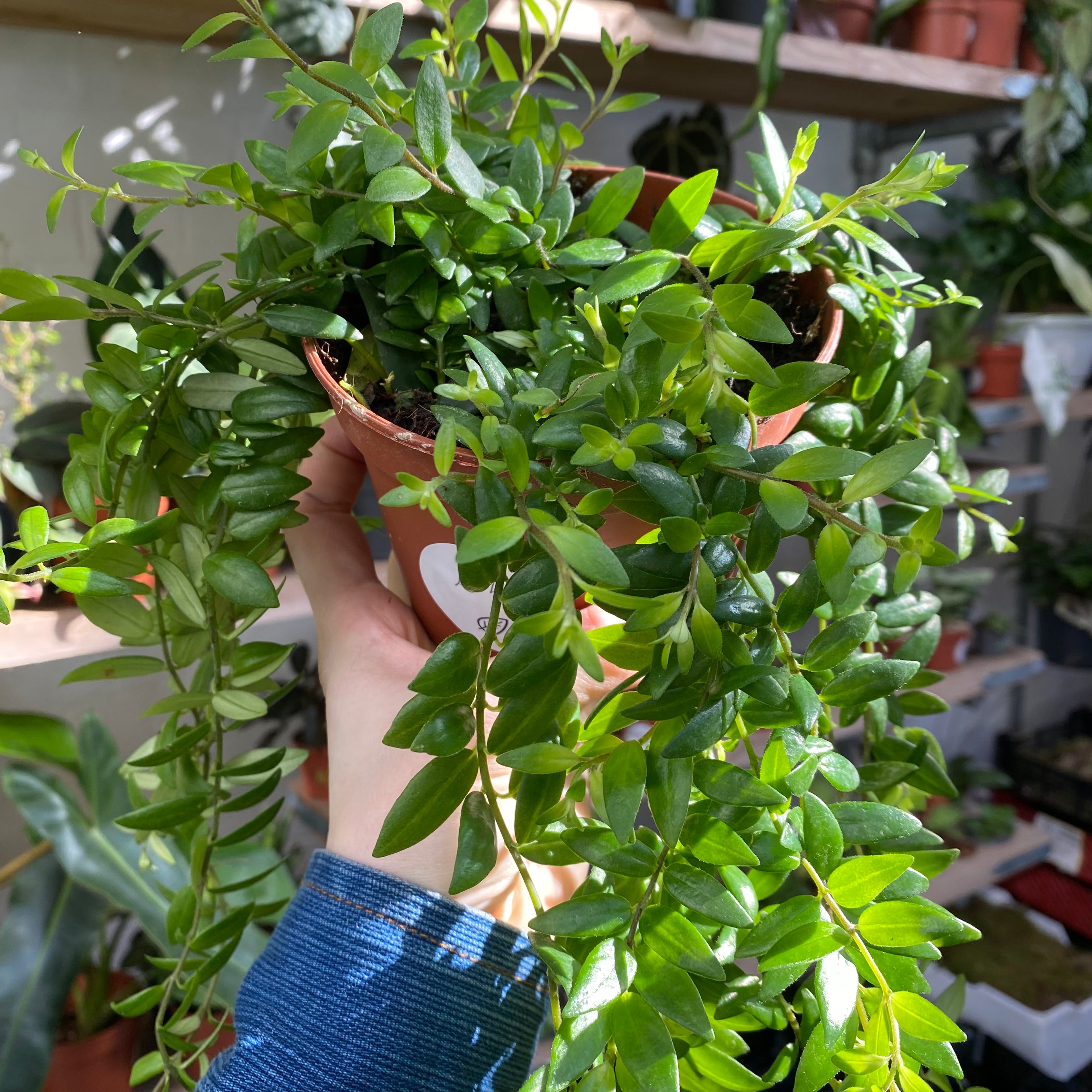 Aeschynanthus Japhrolepis