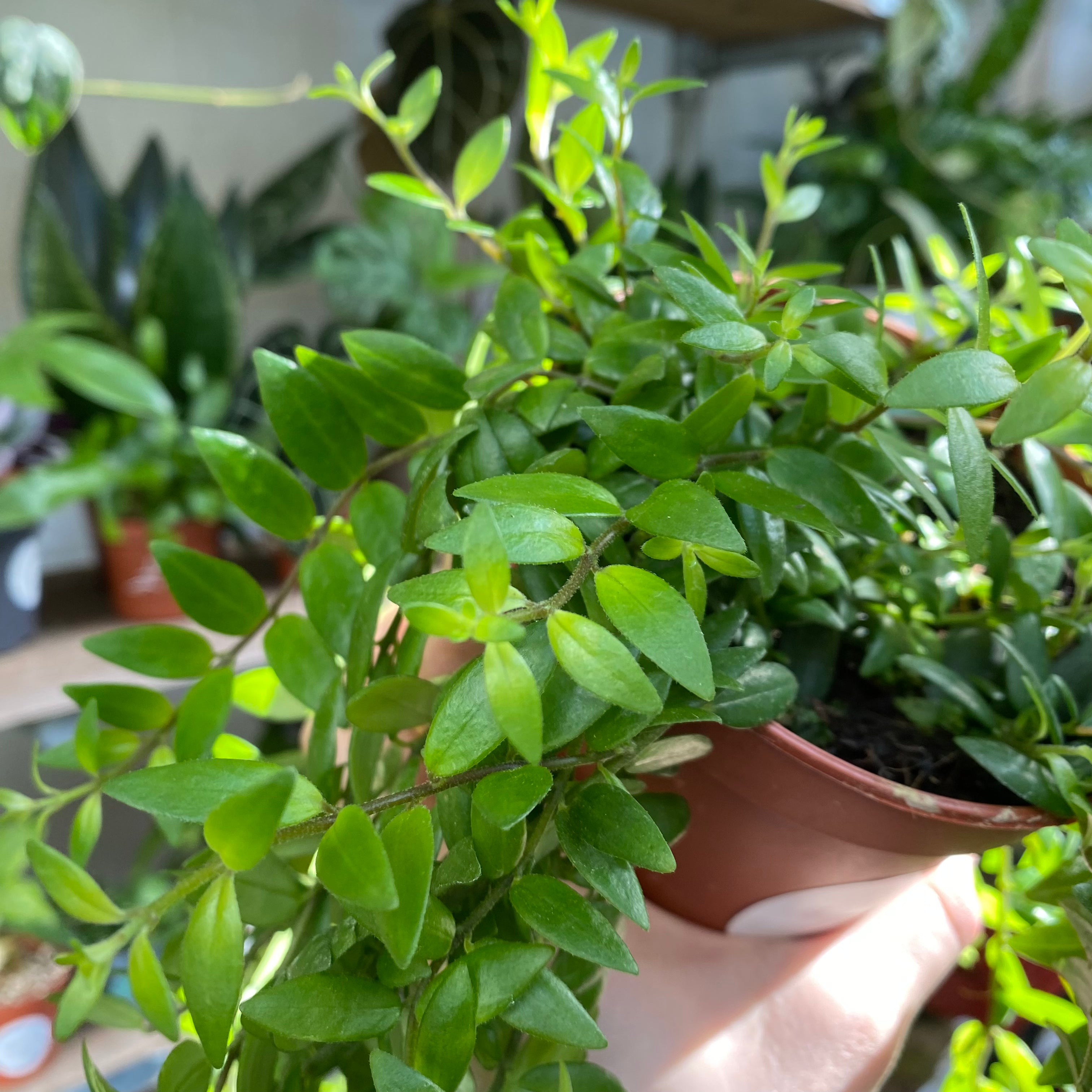 Aeschynanthus Japhrolepis