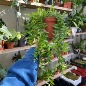 Aeschynanthus Japhrolepis