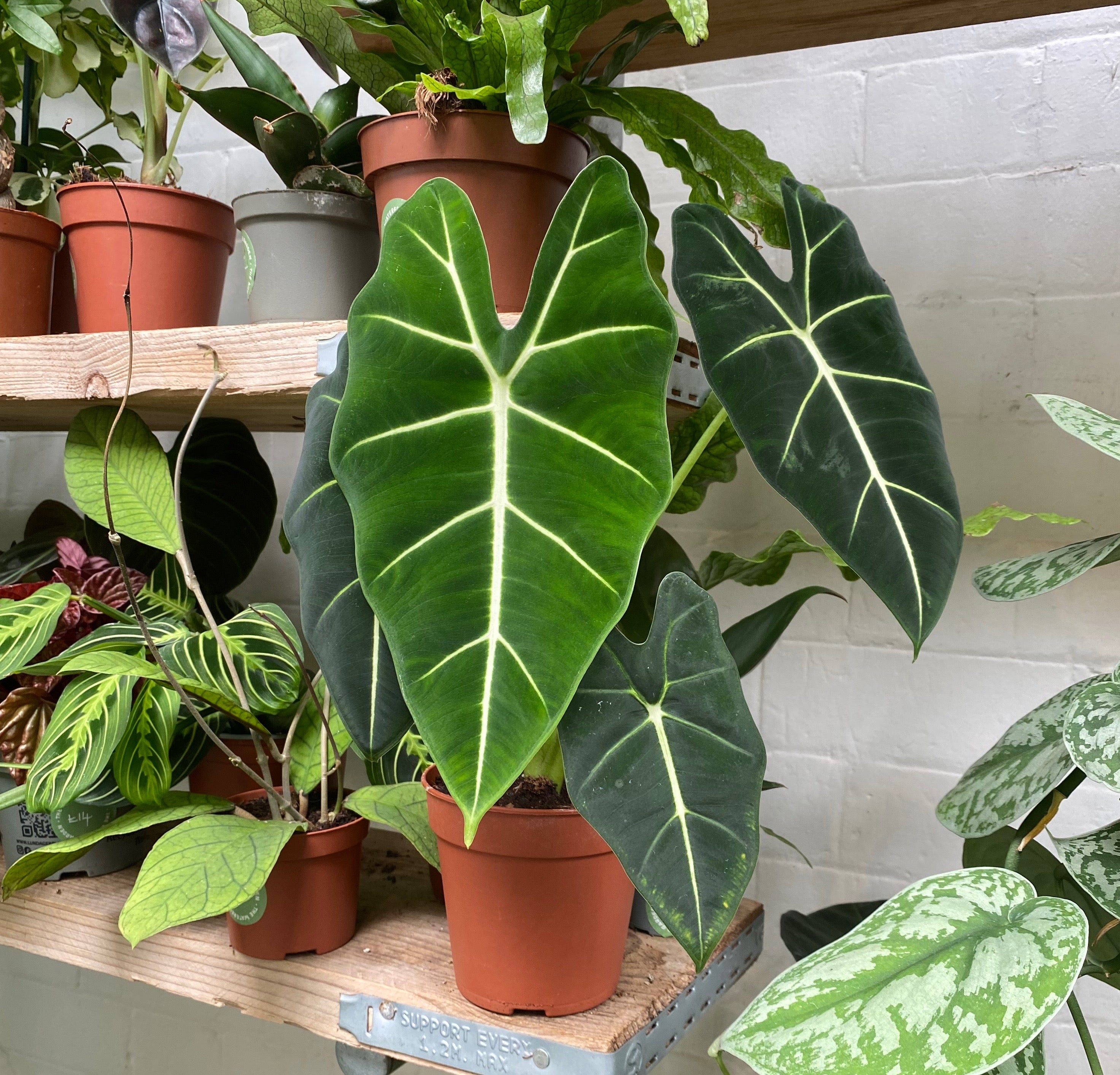 Alocasia Frydek on a shelf in a plant shop