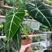 Alocasia Frydek being held in someones hand