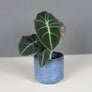 Alocasia 'Black Velvet'