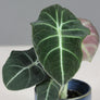 Alocasia 'Black Velvet'