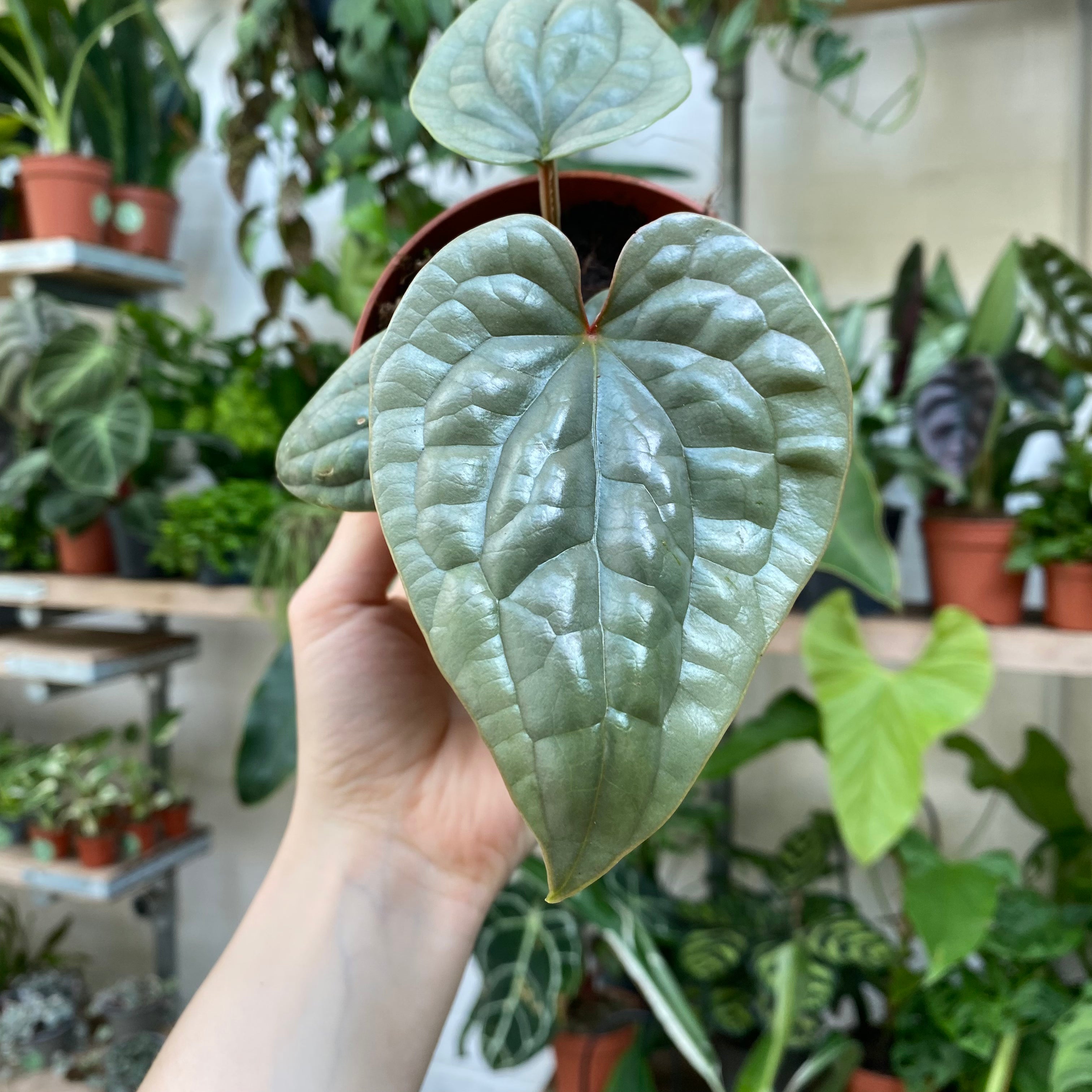 anthurium luxurians humidity Anthurium Luxurians
