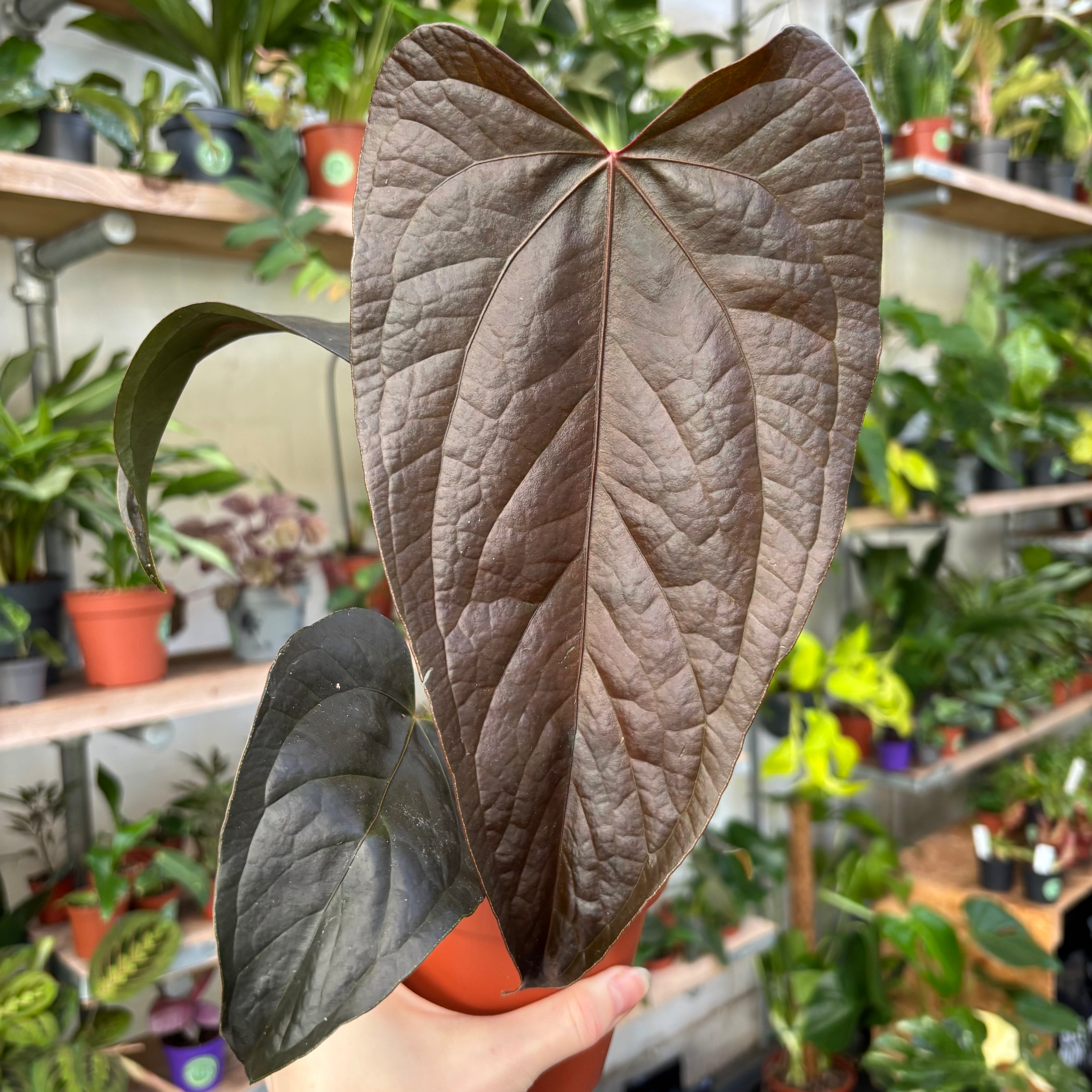 Anthurium 'Queen of Hearts' | The Watered Garden  The Watered Garden