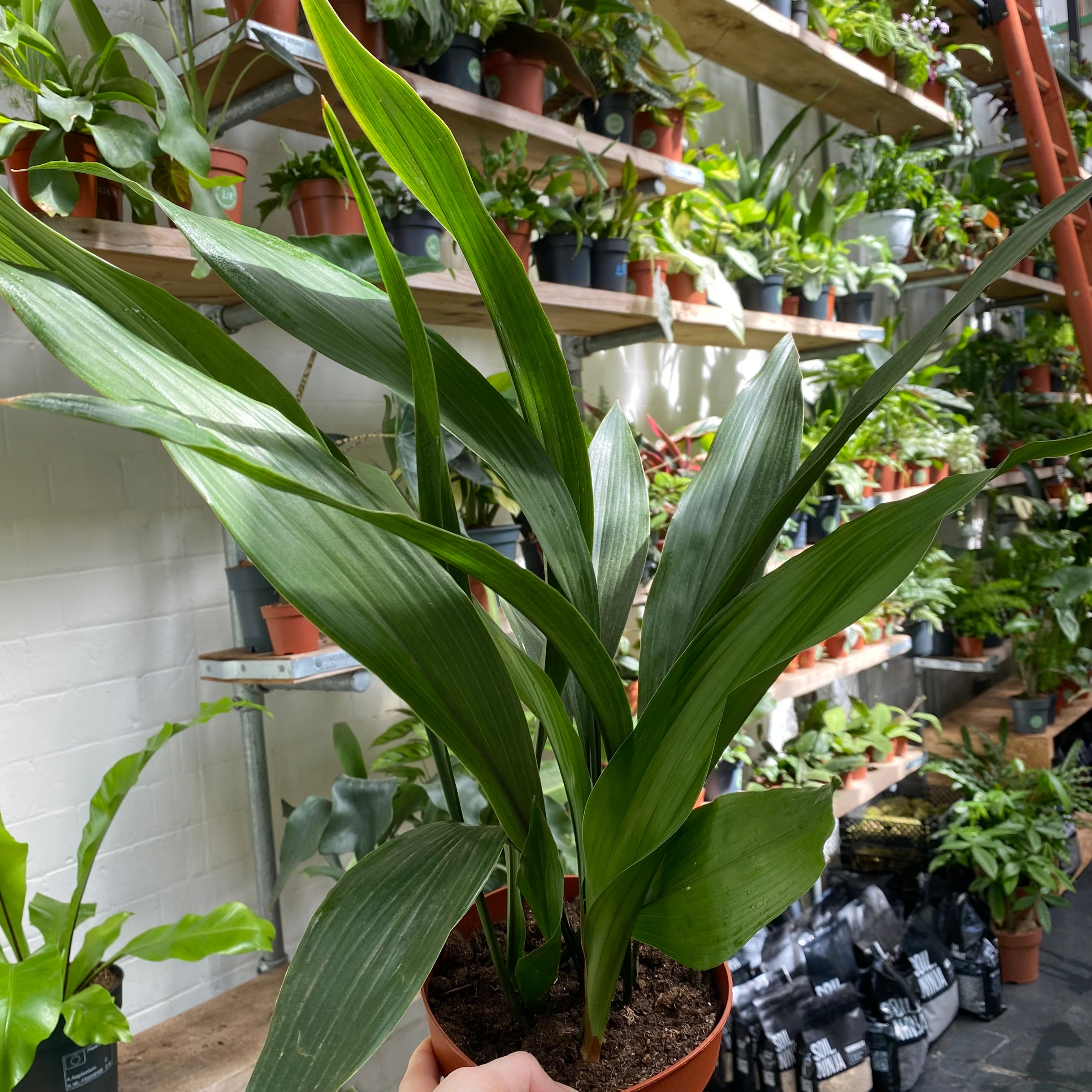 Aspidistra Elatior