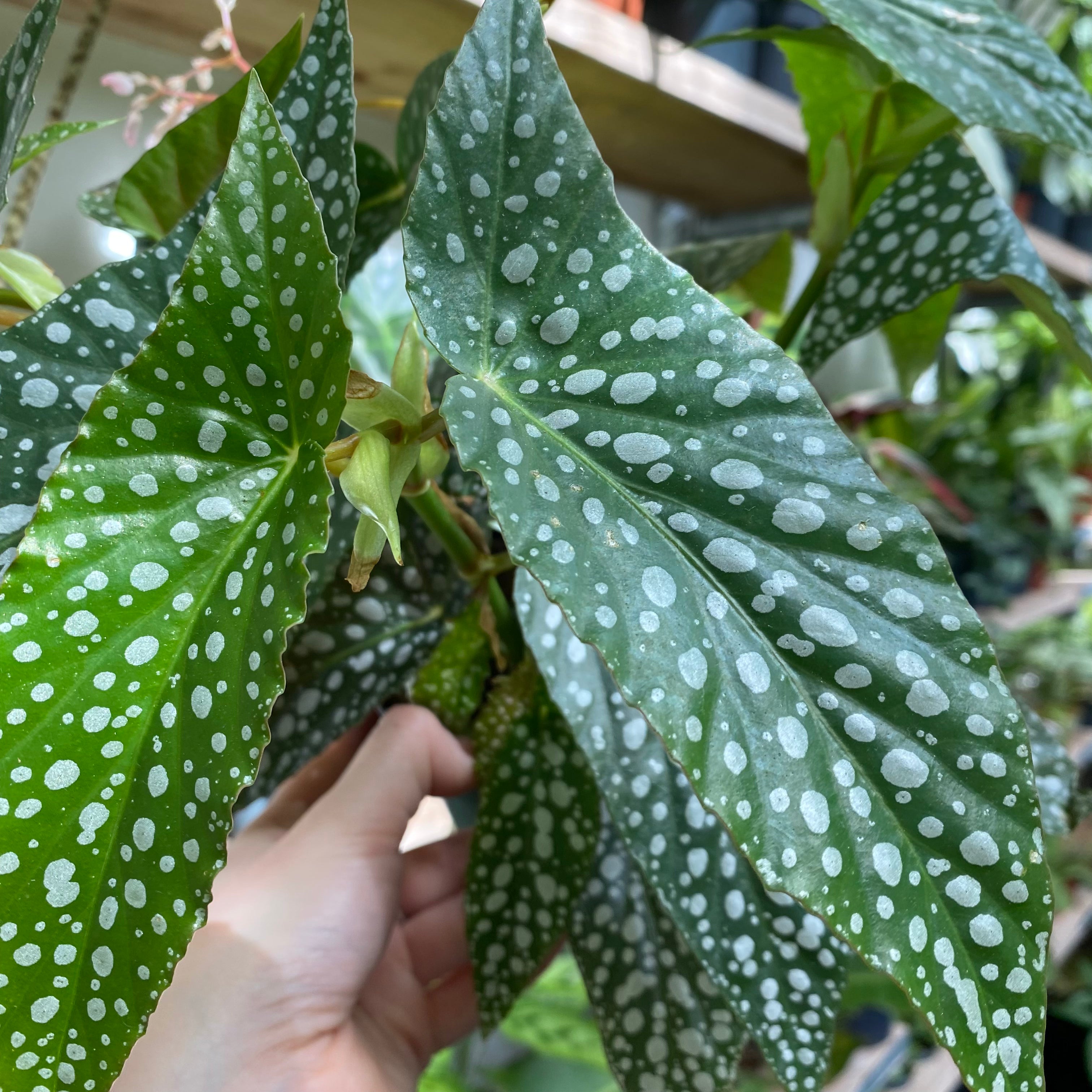 Begonia Maculata 'Double Dot'