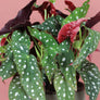 Begonia Maculata Wightii